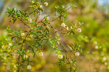 Closeup Of A Creosote Bush With Seed Heads, Tropical Plant Specie That Grows In The Deserts Of America