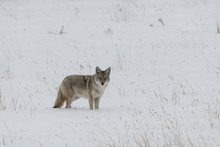 Coyote In Snow