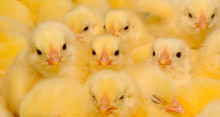 A Texture Of Baby Domestic Chickens.