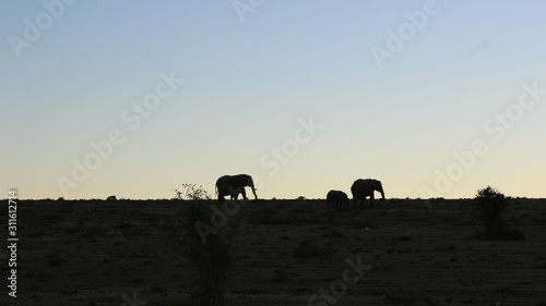 Photo elephant silhouette africa