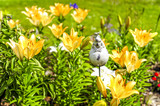 Fototapeta  - Blumenbeet, Lilie
