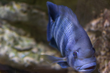 fish in aquarium