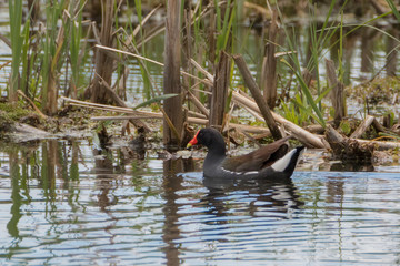 Wall Mural - Common Gallinule swimming in water with cattails stems behind