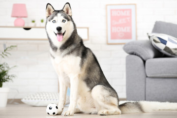 Wall Mural - Husky dog sitting on the floor at home with ball toy