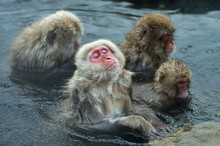 Japanese Macaque Shakes Water Out From The Wool Sitting In The Water Of Natural Hot Springs. The Japanese Macaque, Scientific Name: Macaca Fuscata, Also Known As The Snow Monkey. 