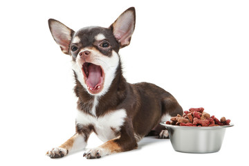 Wall Mural - Chihuahua dog yawning and dry food in bowl on white background