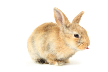 Wall Mural - Bunny rabbit isolated on white background