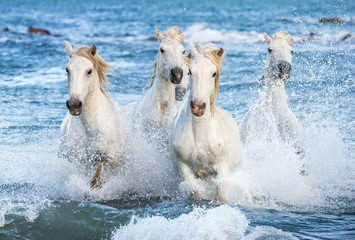 White Camargue horses galloping on the blue water of the sea with splashes and foam. France.