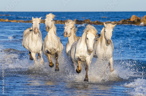 Fotografía White Camargue horses galloping on the blue water of the sea with splashes and foam