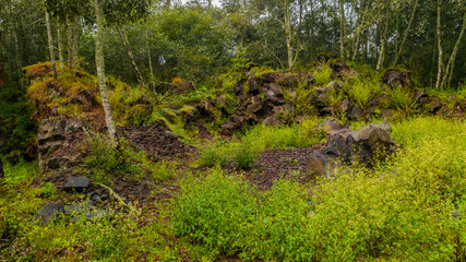 Wall Mural - Fullshot of leafy bushes