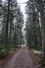 Snowy Path In The Forest. Deer Park Near Kvilda, Sumava/Czech Republic. 
