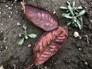 two fallen leaves from a tree in autumn