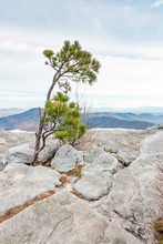 Small Pine Tree Growing On A Top Of A Rocky Cliff