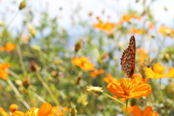 コスモスと蝶 cosmos flowers and butterfly