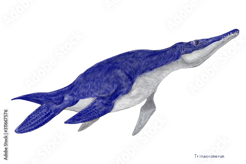 トリナクロメラム 水棲爬虫類で魚竜類としては小型 白亜紀後期 北アメリカの海域に生息 カンザスとマニトバで化石が発見されている 歯列は均一で鋭く 四つの長く丈夫な鰭で水中をペンギンのように早く泳ぎ 旋回能力に長け 小型の魚類を捕食していたと思われる Stock
