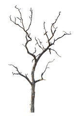 The dead tree that is completely separated from the background