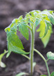 Tomato seedling closeup, selective focus