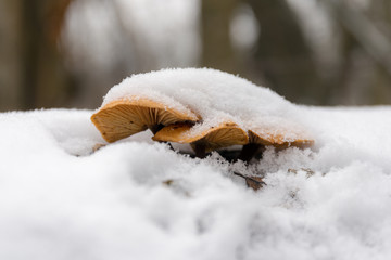 mushrooms under the snow