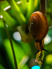 snail on leaf