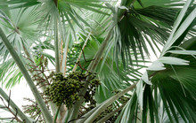 Closeup Palm Tree And Bunch Of Plam Fruit In Tropical Forest. Fan Palm (Corypha Umbraculifera) With Leaves That Are Palmately Lobed. Ornamental Plant In Garden Of Resort.