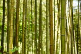 Fototapeta Dziecięca - Bamboo forest in South Korea