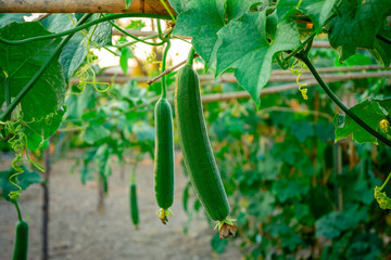 Close Up Sponge Gourd