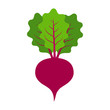 Beet or beets beetroot vegetable or radish with leaves flat vector color icon for apps and websites