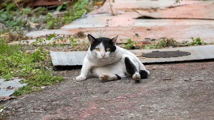 Canvas Print - stray cat licking and washing