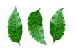 Medicinal neem leaves on white background. With clipping path.