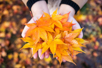 Female hands with maple leaf