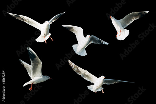 Photo Set of sea gulls isolated on a black background.