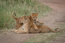 Lion Cub Climbs Over Another On Track