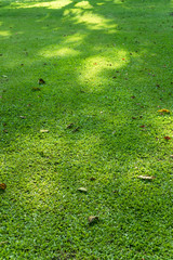 Morning Sunlight with shade of the tree on green grass field with dry leaves