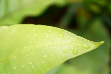 Closeup photo, fresh green leaf with dew drops of Bird's nest fern is an epiphytic plant in Aspleniaceae family, called in another mane is Crow's nest fern, growing in the wild tropical plants