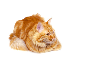  Ginger cat staring at a point