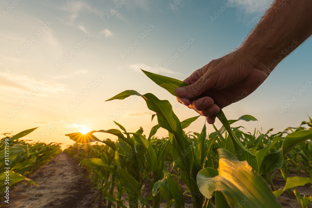 Farmer is examining corn crop plants in sunset - obrazy, fototapety, plakaty 