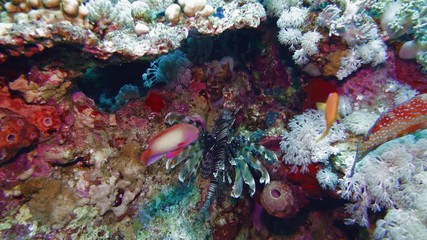 Wall Mural - Red sea whips Ellisella sp. feeding underwater in Egypt