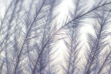 Macrophotography Of A Bird's Feather With Multicolored Reflections And Down
