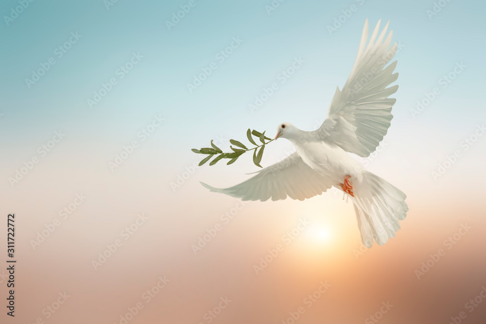 white dove or white pigeon carrying olive leaf branch on pastel background and clipping path and international day of peace  - obrazy, fototapety, plakaty 