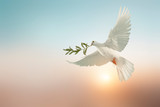 white dove or white pigeon carrying olive leaf branch on pastel background and clipping path and international day of peace 