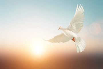 Canvas Afdrukken
 - white Dove fly on pastel vintage background for Freedom concept and Clipping path