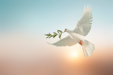 Fototapete - white dove or white pigeon carrying olive leaf branch on pastel background and clipping path and international day of peace 