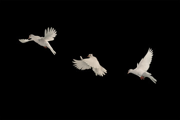 Photo Sur Toile - Three White doves flying on black background and Clipping path .freedom concept and international day of peace