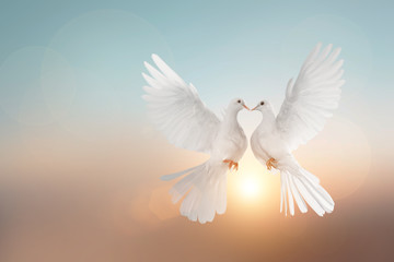 Fototapete -  White pigeons flying in heart shape on pastel background and Valentine's Day 