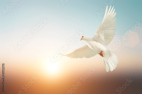Cuadros en Lienzo white Dove fly on pastel vintage background for Freedom concept and Clipping pat