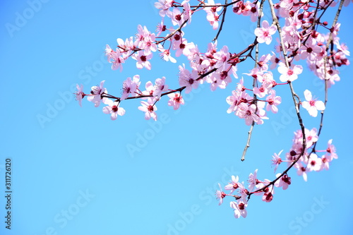 Dekoracja na wymiar  japonskie-kwiaty-wisni-na-tle-blekitnego-nieba