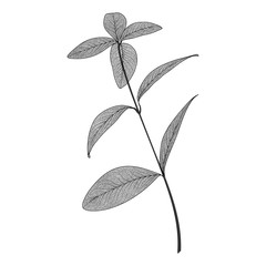Wall Mural - branch with leaves eucalyptus. leaf veins. vector illustration.