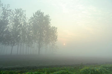 foggy morning view of mustard  field in rural india in winters