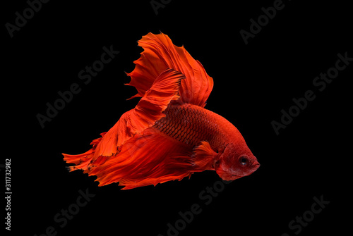 Photographie Red betta fish, Siamese fighting fish was isolated on black background with the action of aggressive to the other