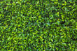 green leaf texture background